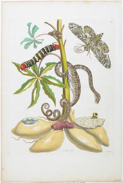 Snake, Caterpillar, Butterfly, and Insects on Plant by Maria Sibylla Merian